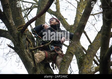 Harefield, UK. Il 20 gennaio, 2020. Un attivista si arrampica su un albero a Harvil Road la tutela della fauna selvatica camp. Estinzione della ribellione, Stop HS2 e salvare il Colne Valley aveva rioccupato il camp di due giorni prima come parte di un continuo tentativo di proteggere antichi boschi minacciato da HS2 collegamento ferroviario ad alta velocità dopo un piccolo gruppo di Stop HS2 attivisti erano stati sfrattati dagli ufficiali giudiziari nel corso delle due settimane precedenti. 108 antichi boschi sono impostati per essere distrutti mediante il collegamento ferroviario ad alta velocità. Credito: Mark Kerrison/Alamy Live News Foto Stock