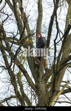 Harefield, UK. Il 20 gennaio, 2020. Un attivista si arrampica su un albero a Harvil Road la tutela della fauna selvatica camp. Estinzione della ribellione, Stop HS2 e salvare il Colne Valley aveva rioccupato il camp di due giorni prima come parte di un continuo tentativo di proteggere antichi boschi minacciato da HS2 collegamento ferroviario ad alta velocità dopo un piccolo gruppo di Stop HS2 attivisti erano stati sfrattati dagli ufficiali giudiziari nel corso delle due settimane precedenti. 108 antichi boschi sono impostati per essere distrutti mediante il collegamento ferroviario ad alta velocità. Credito: Mark Kerrison/Alamy Live News Foto Stock