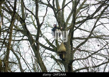 Harefield, UK. Il 20 gennaio, 2020. Un attivista si arrampica su un albero a Harvil Road la tutela della fauna selvatica camp. Estinzione della ribellione, Stop HS2 e salvare il Colne Valley aveva rioccupato il camp di due giorni prima come parte di un continuo tentativo di proteggere antichi boschi minacciato da HS2 collegamento ferroviario ad alta velocità dopo un piccolo gruppo di Stop HS2 attivisti erano stati sfrattati dagli ufficiali giudiziari nel corso delle due settimane precedenti. 108 antichi boschi sono impostati per essere distrutti mediante il collegamento ferroviario ad alta velocità. Credito: Mark Kerrison/Alamy Live News Foto Stock