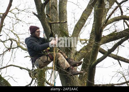 Harefield, UK. Il 20 gennaio, 2020. Un attivista si arrampica su un albero a Harvil Road la tutela della fauna selvatica camp. Estinzione della ribellione, Stop HS2 e salvare il Colne Valley aveva rioccupato il camp di due giorni prima come parte di un continuo tentativo di proteggere antichi boschi minacciato da HS2 collegamento ferroviario ad alta velocità dopo un piccolo gruppo di Stop HS2 attivisti erano stati sfrattati dagli ufficiali giudiziari nel corso delle due settimane precedenti. 108 antichi boschi sono impostati per essere distrutti mediante il collegamento ferroviario ad alta velocità. Credito: Mark Kerrison/Alamy Live News Foto Stock