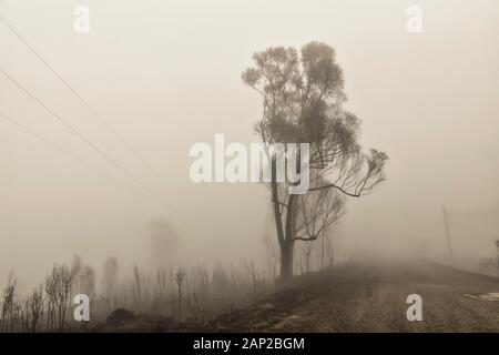 Gli alberi di gomma nella fitta nebbia colpite da bushfire nelle Blue Mountains in Australia Foto Stock