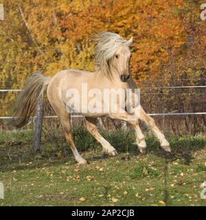 Meraviglioso pony welsh di pannocchia tipo in esecuzione con sfondo di autunno Foto Stock