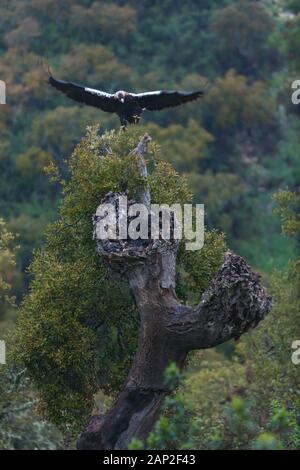 Spanish Imperial Eagle, aquila imperiale iberica, Spagnolo, eagle o Adalberto's eagle (Aquila adalberti) Foto Stock