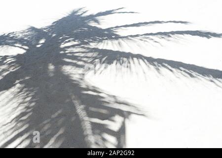 Di foglie di palma le ombre su una sabbia bianca sulla spiaggia tropicale. Alla moda il concetto di vacanza. Messa a fuoco selettiva. Foto Stock