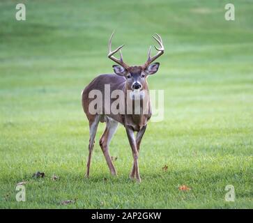 Curioso white-Tailed Deer (Odocoileus virginianus) buck con corna Foto Stock