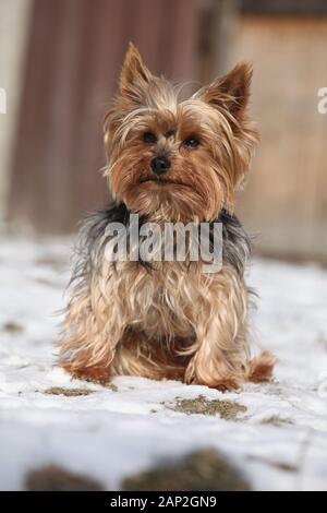 Splendide Yorkshire Terrier seduto sulla neve in inverno Foto Stock