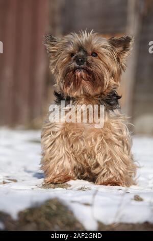 Splendide Yorkshire Terrier seduto sulla neve in inverno Foto Stock