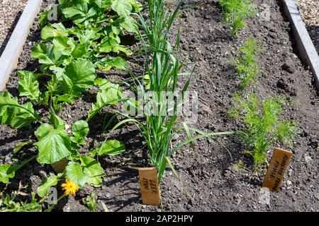 Giovane e sano ravanelli, porri e finocchi cresce in una casa letto giardino in estate, Christchurch, Nuova Zelanda Foto Stock