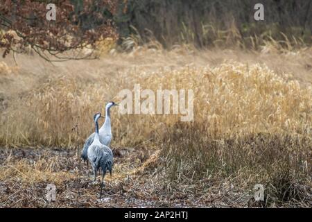 Due gru sono in piedi in un campo in cerca di cibo Foto Stock