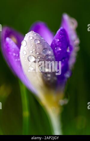 Un close up macro ritratto di una chiusura crocus viola fiore con gocce di pioggia su di esso. Il fiore è in piedi nel sole e ha un sacco di acqua sulla sua peta Foto Stock