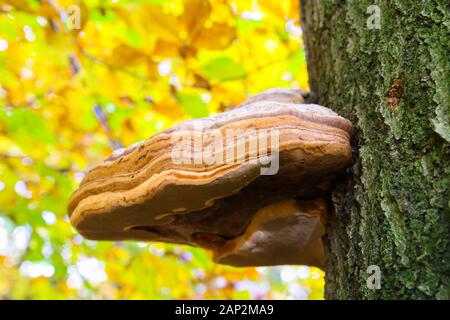 Belted betulla polypore (piptoporus betulinus formitopsis betulina) che cresce sulla corteccia di albero morto con sfocato giallo dorato di foglie di sfondo - Vie Foto Stock