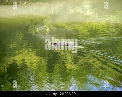 Grigio nutria nuota lungo il fiume nel parco dell'arboretum in Sochi Foto Stock