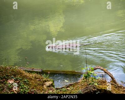 Grigio nutria nuota lungo il fiume nel parco dell'arboretum in Sochi Foto Stock