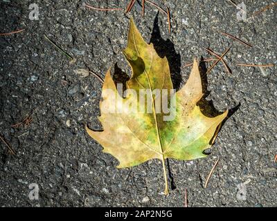 Giallo autunno foglie giace sull'asfalto Foto Stock