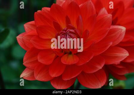 Ninfea dalie recare doppie, quasi piatto fiori conformato a piattino. Dahlia 'Taratahi Ruby' porta fiori scarlatto per un lungo periodo. Foto Stock