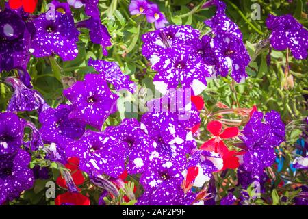 Viola nelle petunie schizzato con modulo bianco un centro-pezzo nelle aree urbane la decorazione floreale nel Regno Unito Foto Stock