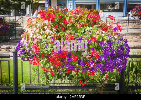 Una miscela di colorate begonie e nelle petunie formano una piantatrice mozzafiato nel centro di Calne Wiltshire, Inghilterra REGNO UNITO Foto Stock