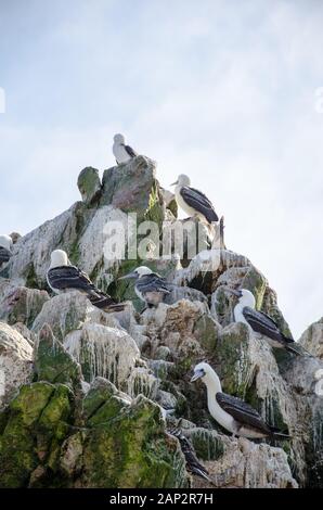 Una roccia vicino alla riva nella Riserva Nazionale Paracas, Islas Ballestas. Foto Stock