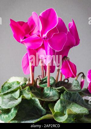 Un altamente attraente rosa ciclamino pianta di casa fornisce istante colore nei mesi freddi in interni nel Regno Unito Foto Stock
