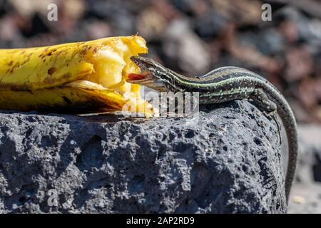 La Palma lucertole della parete (gallotia galloti palmae) mangiare scartato banana su roccia vulcanica. La lucertola maschio ha un leggero colore azzurrognolo sotto il collo. La Palma Foto Stock