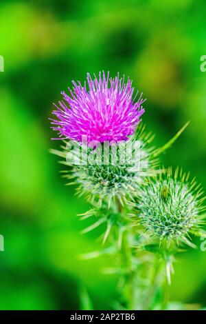 Testa a lobo e fiore viola Foto Stock