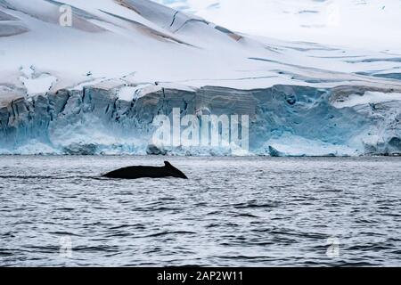 Antartico minke whale (Balaenoptera bonaerensis). Questa balena è trovato nell'emisfero australe, trascorrere l'inverno in acque tropicali e migrazione Foto Stock