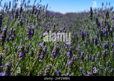 Fioritura infiniti campi di lavanda. Fotografato nel Golan, Israele Foto Stock