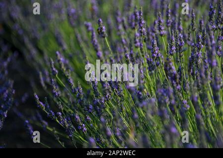 Fioritura infiniti campi di lavanda. Fotografato nel Golan, Israele Foto Stock