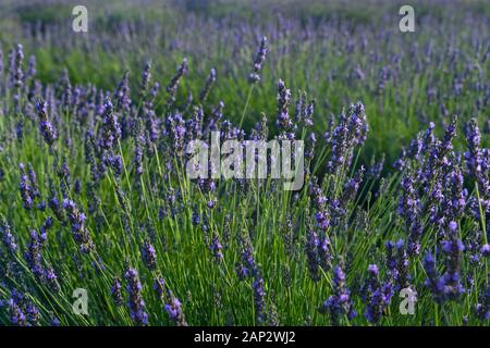 Fioritura infiniti campi di lavanda. Fotografato nel Golan, Israele Foto Stock