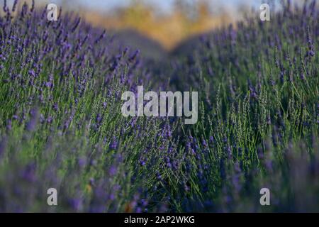 Fioritura infiniti campi di lavanda. Fotografato nel Golan, Israele Foto Stock