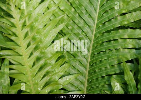Primo piano e bei modelli di Rib Fern Silver Lady foglie Foto Stock