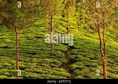 Alberi che crescono in piantagione di tè vicino a Munnar in Kerala, India del Sud nel sole del pomeriggio Foto Stock