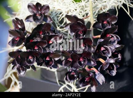 Unico fiore scuro di SVO Dopo orchidee Dark Black Pearl Foto Stock