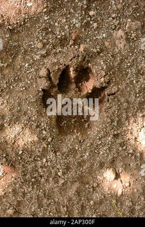 Footprint animale sporco Foto Stock