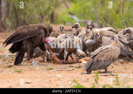 Falda-di fronte vulture (Torgos tracheliotos), la vista laterale di un alimentazione immaturo su una carcassa tra gli altri gli avvoltoi, Mpumalanga, Sud Africa Foto Stock