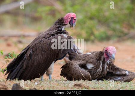 Falda-di fronte vulture (Torgos tracheliotos), due adulti sul terreno - Mpumalanga in Sudafrica Foto Stock