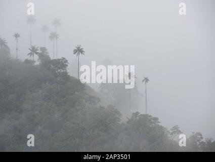Palme da cera (Colombia Nazionale dell'albero) e vegetazione tropicale nella valle Cocora nei pressi di Salento, dipartimento di Quindio, Colombia, in una nebbiosa e giorno di pioggia Foto Stock