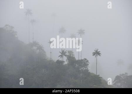 Palme da cera (Colombia Nazionale dell'albero) e vegetazione tropicale nella valle Cocora nei pressi di Salento, dipartimento di Quindio, Colombia, in una nebbiosa e giorno di pioggia Foto Stock