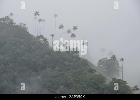 Palme da cera (Colombia Nazionale dell'albero) e vegetazione tropicale nella valle Cocora nei pressi di Salento, dipartimento di Quindio, Colombia, in una nebbiosa e giorno di pioggia Foto Stock