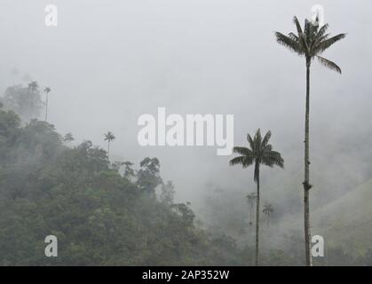 Palme da cera (Colombia Nazionale dell'albero) e vegetazione tropicale nella valle Cocora nei pressi di Salento, dipartimento di Quindio, Colombia, in una nebbiosa e giorno di pioggia Foto Stock