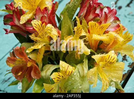 Bouquet di colorati Gigli peruviana (Gigli degli Incas o Alstroemeria) sotto la pioggia Foto Stock