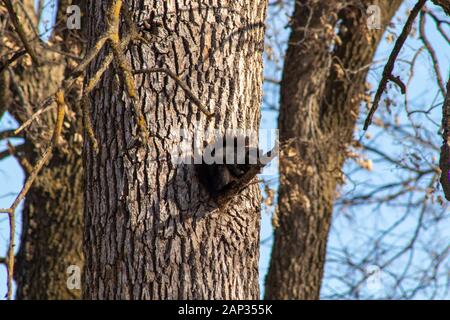 Squirrel nero seduto su ramo di albero Foto Stock