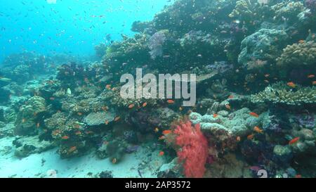 Scuole di pesci nuotano sopra i coralli a rainbow reef nelle isole Figi Foto Stock