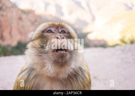 Magot, Macao scimmia, Macaca sylvanus a ouzoud Foto Stock