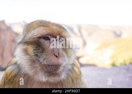 Macau Monkey, Magot, Macaca sylvanus a ouzoud Foto Stock