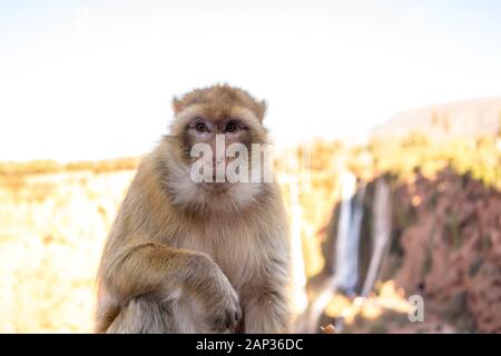 Macaca sylvanus o scimmia magot a ouzoud Foto Stock