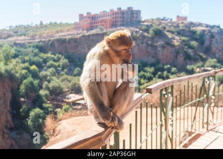 Barbery Macaque o magot, Macaca sylvanus Ape a Ouzoud Foto Stock