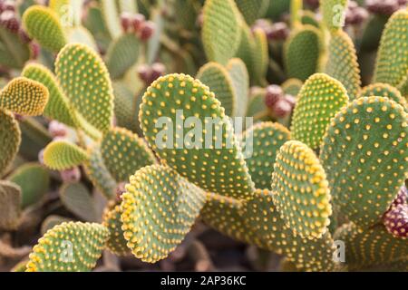 Primo piano di cactus Opuntia ficus-indica (pera pungente) Foto Stock