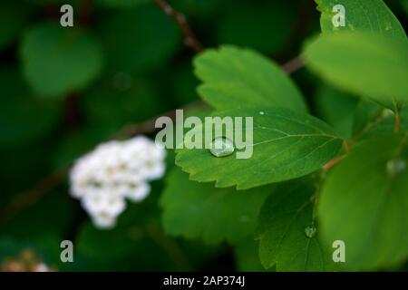 Da sopra closeup brillante gocce di pioggia sulla piccola verde vivace foglie di spirea bush con sfocate infiorescenza bianco che cresce in giardino estivo Foto Stock