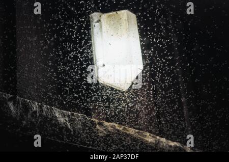 Zanzara calda vicino alla luce di notte. Foto con grana rumorosa Foto Stock
